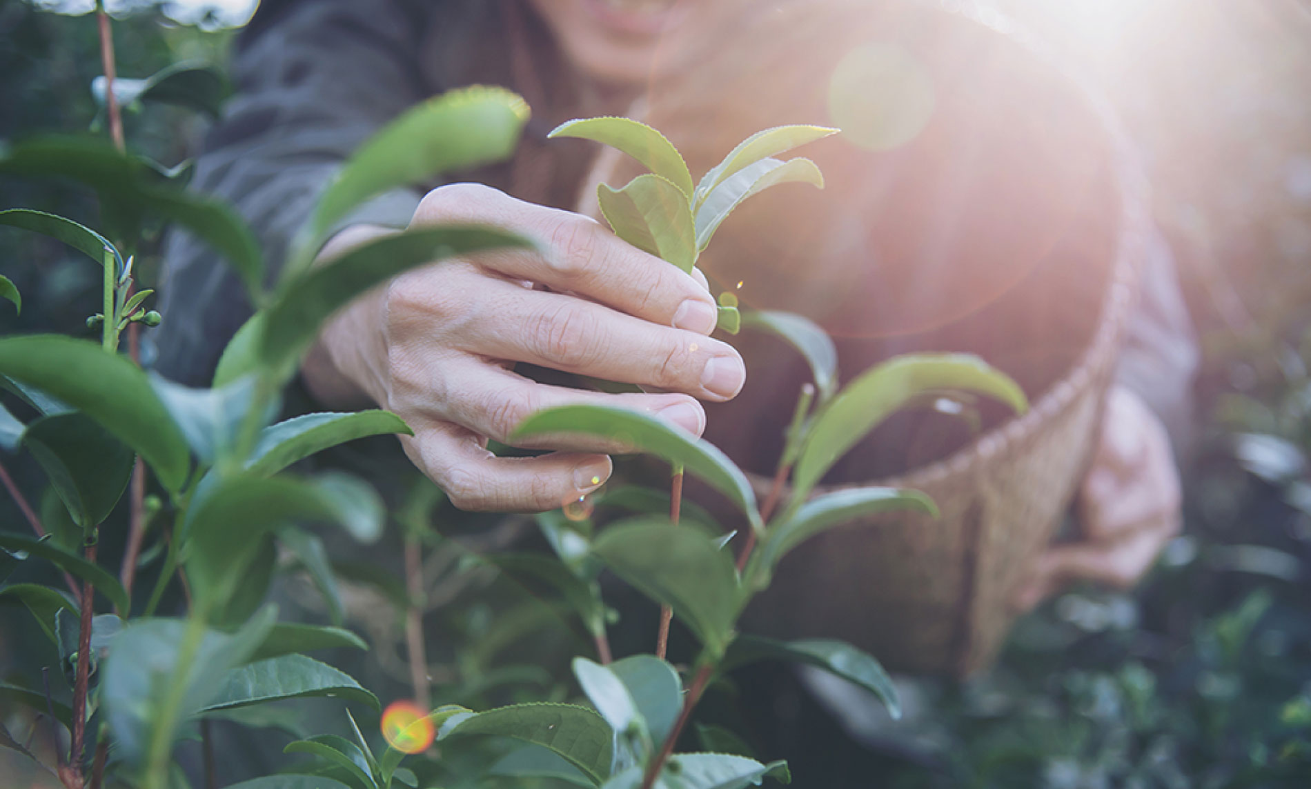 Smart Farming