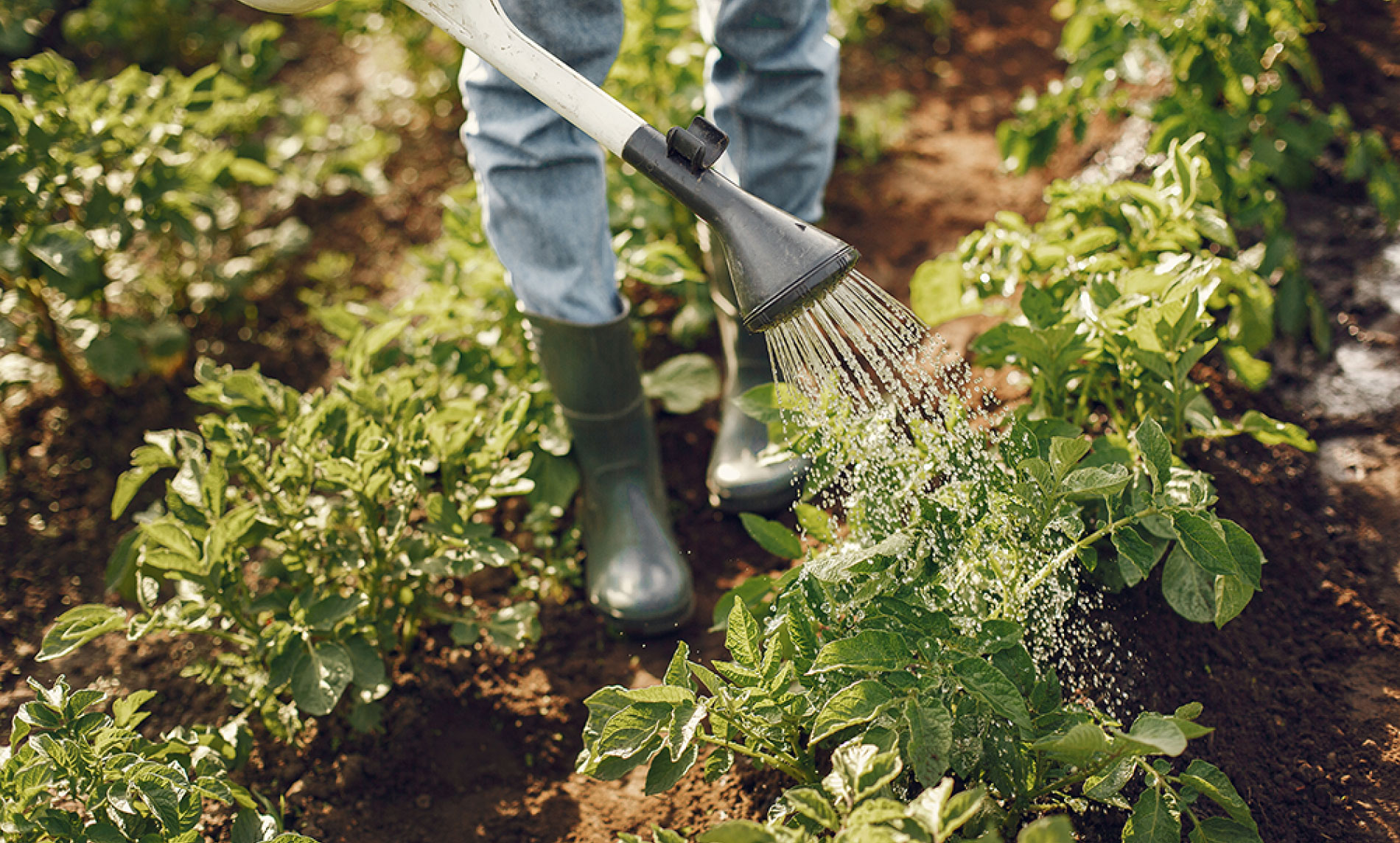 IoT Agriculture